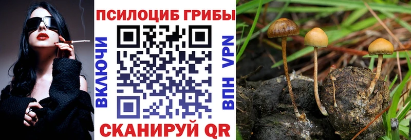 Купить где  Железногорск-Илимский  Псилоцибиновые грибы Cubensis 